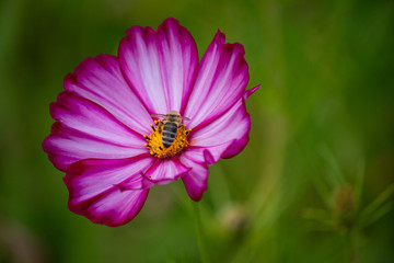 Cosmea mit Biene