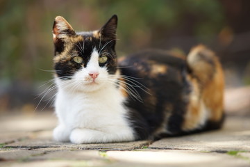 Tricolor kitty lies on the stone floor in autumn garden, domestic animals relax outdoor, maneki neko cat