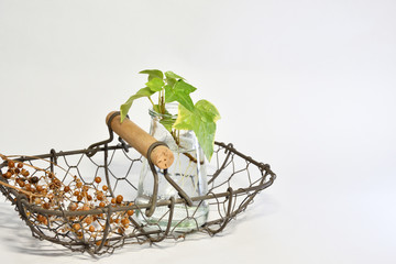 屋内の観葉植物