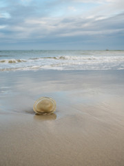 Fototapeta na wymiar Jellyfish stranded on the Dutch Wadden Sea coast
