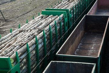 railway freight cars transport trees and logs. Logging and transportation of timber