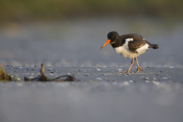 A juvenle Eurasian oystercatcher (Haematopus ostralegus) resting and foraging during migration on the beach of Usedom Germany.