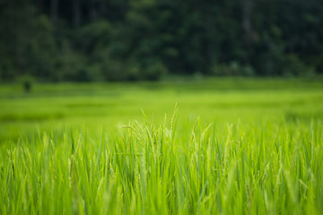 Green rice fields  rice in the morning