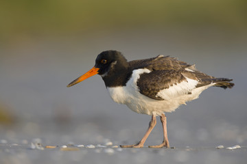 A juvenle Eurasian oystercatcher (Haematopus ostralegus) resting and foraging during migration on...