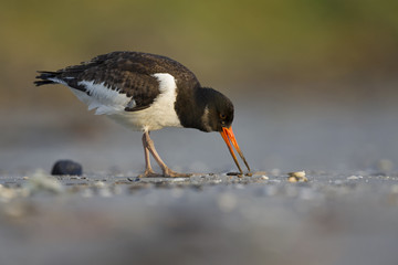 A juvenle Eurasian oystercatcher (Haematopus ostralegus) resting and foraging during migration on...
