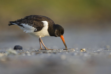 A juvenle Eurasian oystercatcher (Haematopus ostralegus) resting and foraging during migration on...