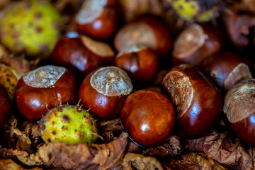 A group of conkers from the horse chestnut (Aesculus hippocastanum) with and without husks 