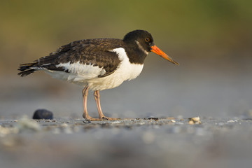 A juvenle Eurasian oystercatcher (Haematopus ostralegus) resting and foraging during migration on the beach of Usedom Germany.