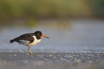 A juvenle Eurasian oystercatcher (Haematopus ostralegus) resting and foraging during migration on the beach of Usedom Germany.