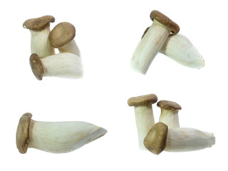set of King Oyster mushrooms isolated on white background