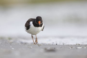 A juvenle Eurasian oystercatcher (Haematopus ostralegus) resting and foraging during migration on the beach of Usedom Germany.