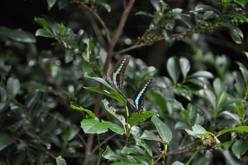 アオスジアゲハ