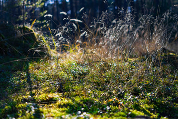 Grass scape in the forest