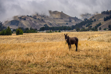 Diverse central landscape with mountains of valleys and canyons in South America of Ecuador