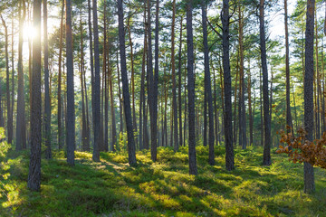 Fototapeta na wymiar Sunlight game in the forest