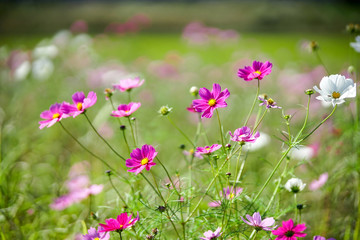 コスモスの花