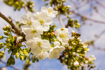 Obraz premium Cherry blossoms on a sunny day with a bee flying around
