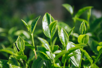 Obraz premium Fresh tea leaves.
