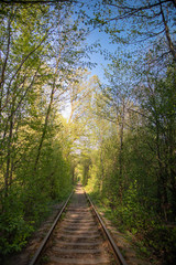 Obraz premium Single-track railway line in forest
