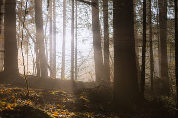 Sunlight in a misty forest.