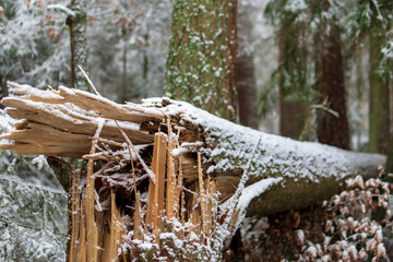 Fototapeta na wymiar A broken tree in a snowy forest