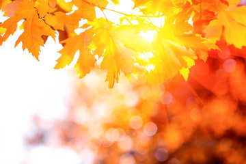 Naklejka na ściany i meble Orange maple leaves on tree against sun lights and bokeh. Autumn fall background. Colorful foliage.