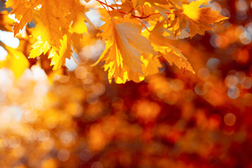 Maple leaves on tree against bokeh. Autumn fall background. Colorful foliage.