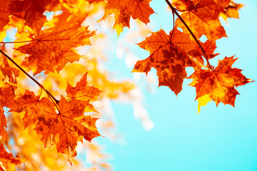 Naklejka na ściany i meble Maple leaves on tree against blue sky. Autumn fall background. Colorful foliage.
