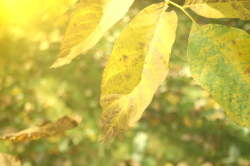 Bright autumn leaves under sunlight. Fall seasonal background