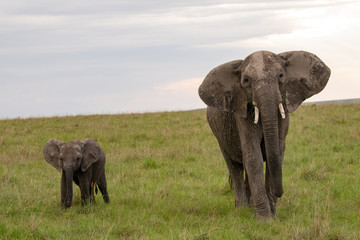 African elephant and its baby out for a walk in the Masai Mara