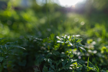Fototapeta premium Spring background, green tree leaves on blurred background