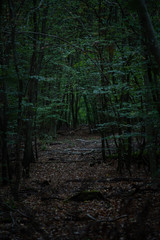 dark spot in Forest