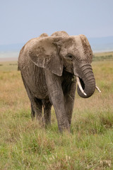 Fototapeta na wymiar portrait of an African Elephant