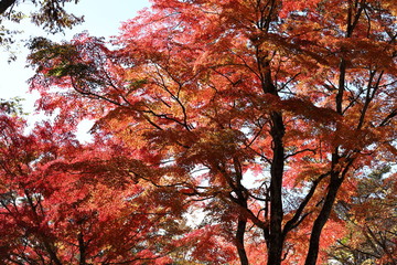 紅葉の風景