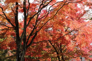 紅葉の風景