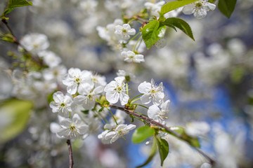 White wildflowers on blurred background with bokeh
