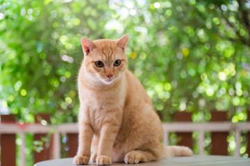 A Beautiful Domestic Orange Striped cat. Animal portrait in Green background.