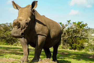 Obraz premium Rhino showing off in South Africa