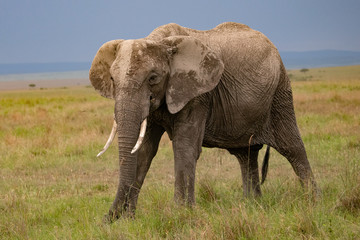 Fototapeta na wymiar African elephant in the Masai Mara