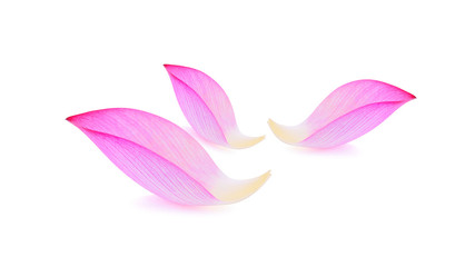 lotus isolated on white background.