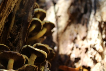 mushrooms
