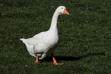 Gans auf der Wiese