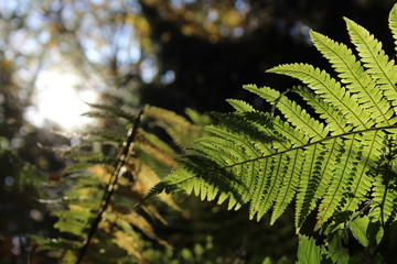 fern in forest