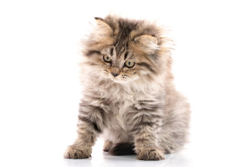 Close up of Brown kitten cat sitting on white background isolated