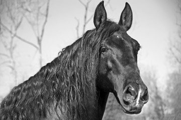 Fototapeta premium A portrait of a stallion with long mane in black and white