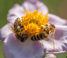 Bienen auf Herbstanemone