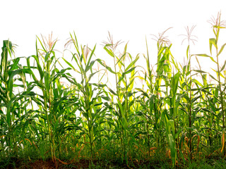 Obraz premium maize field isolated on white background