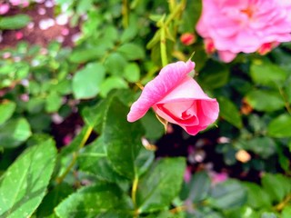 Heidelberg, Germany - June, 2019: A rose flower growing in the garden of Heidelberg palace. 