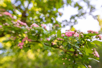 Pink flowers on blurred background with bokeh