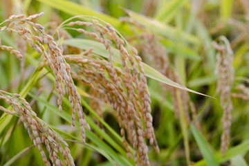 稲穂